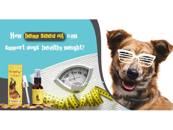 How Hemp Seed Oil Can Support Dogs’ Healthy Weight?